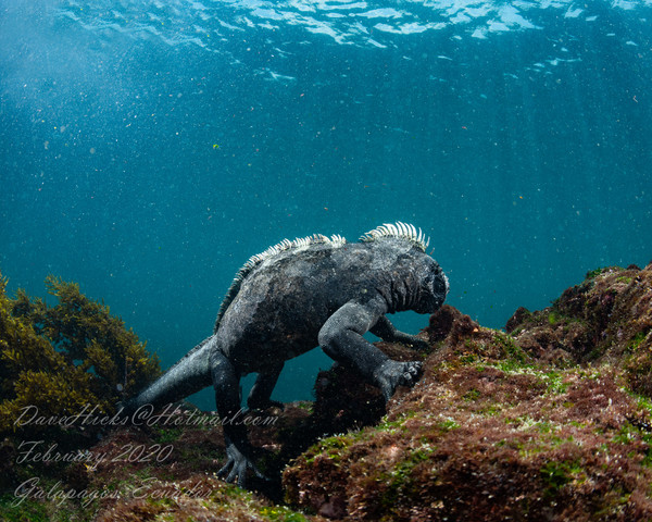 Marine Iguana