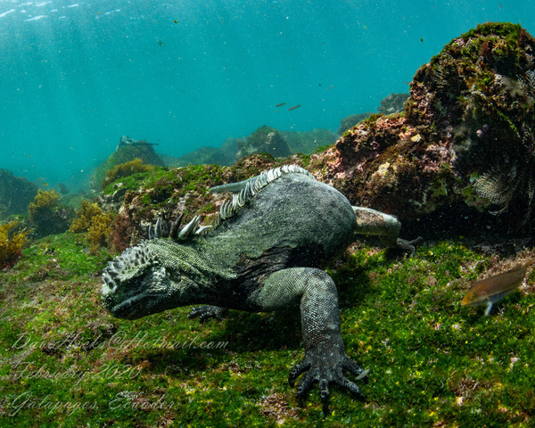 Marine Iguana