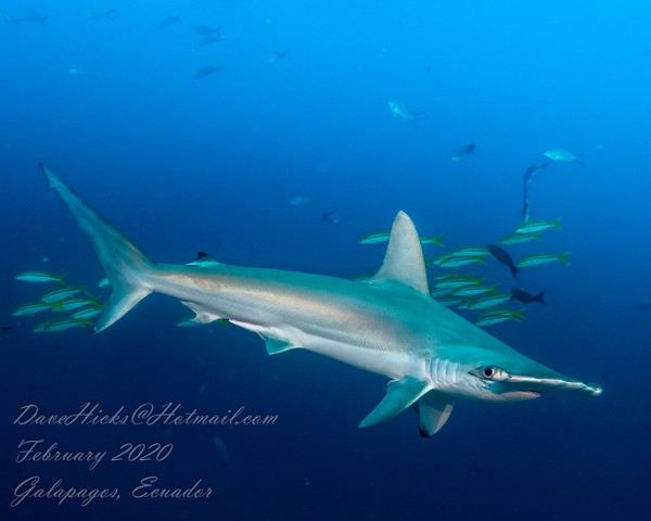 HammerHead