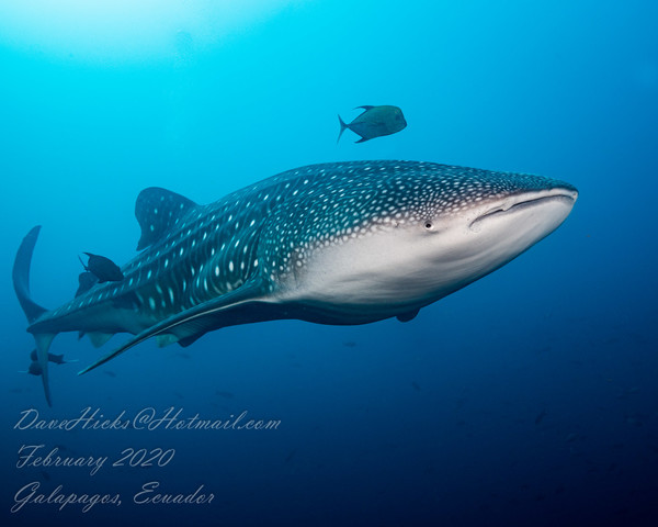 Whale Shark - 30 footer