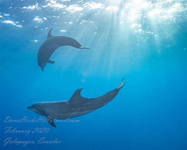 Playful Dolphins