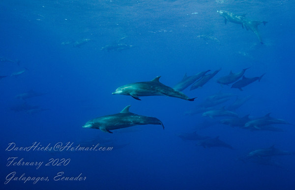 Galapagos - Darwins Arch February 08, 2020 291-Edit-Edit.jpg