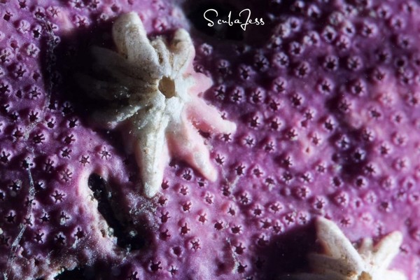 Tiny baby barnacles