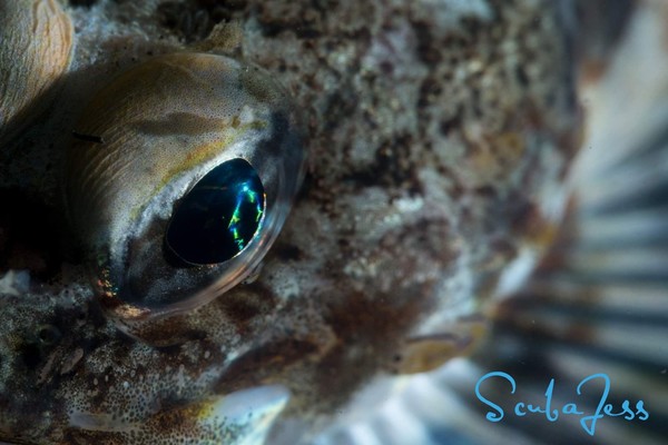 Rough back sculpin with parasite family