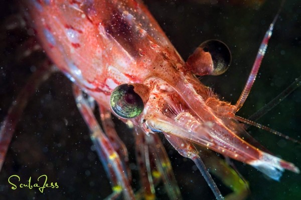 Cute shrimp at Redondo