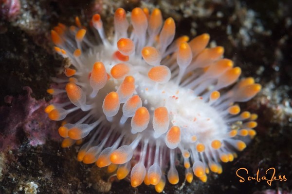 Cockerell's Dorid at Keystone