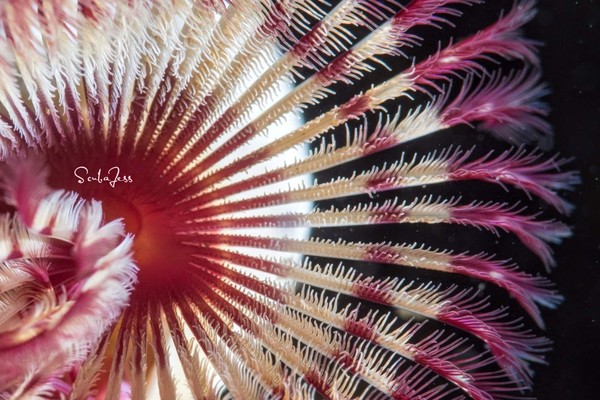 Feather worm at Bob's Reef