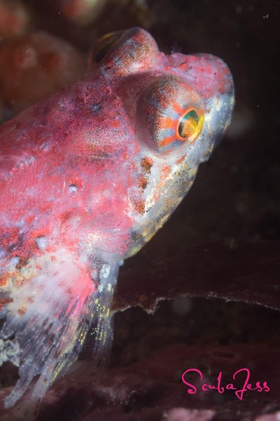 Baby pink sculpin at Keystone