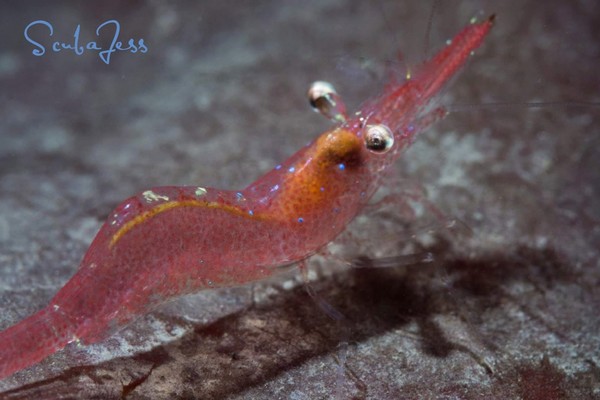 Shrimp chasing his shadow at Blakey Rock