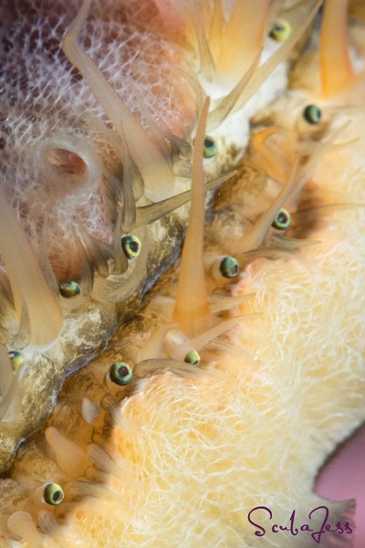 Sea scallop staring contest at Sunrise