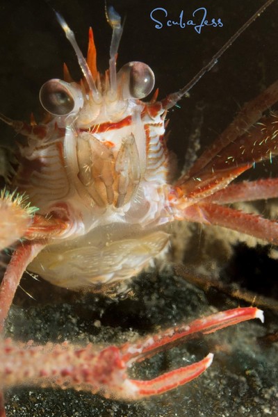 Suoer happy Squat Lobster at Sund Rock