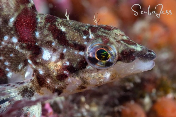 Baby Painted Greenling at Keystone