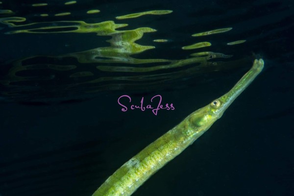 Pipefish star gazing at Redondo