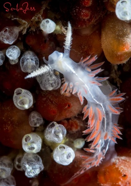 3 lined nudi at Keystone