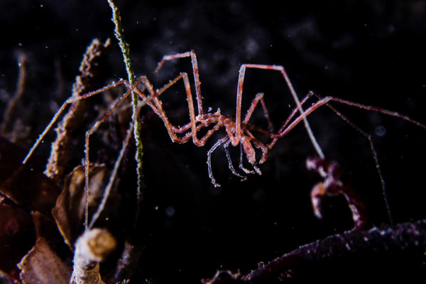 Sea spider from our recent Junkpile dive