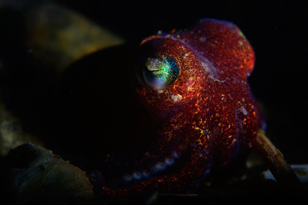 Stubby squid shot with a snoot