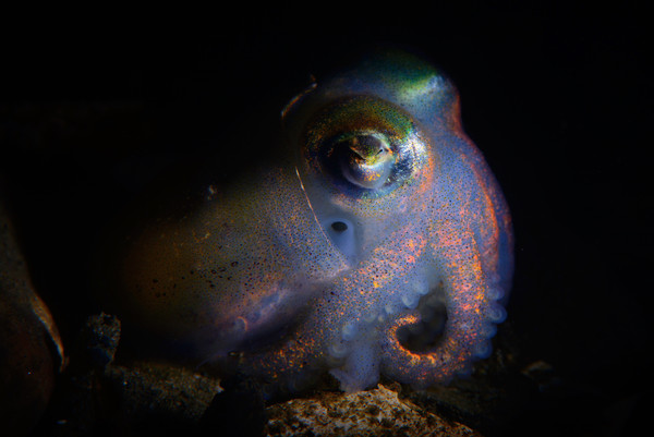 A different stubby squid shot with a snoot the following week