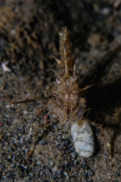 This horned shrimp looked like he wanted a fight