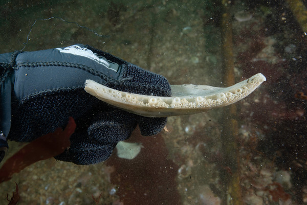 From Edmonds. I presume this is a ling cod jawbone