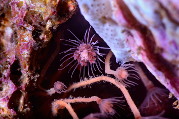 Pink mouth hydroids found by ScubaJess