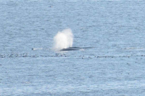 whale pair