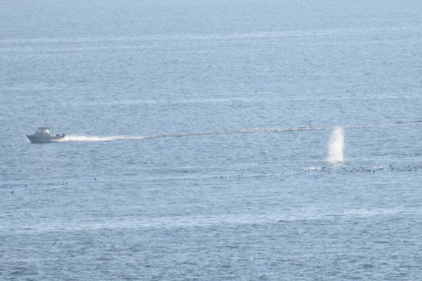 Whale with passing boat