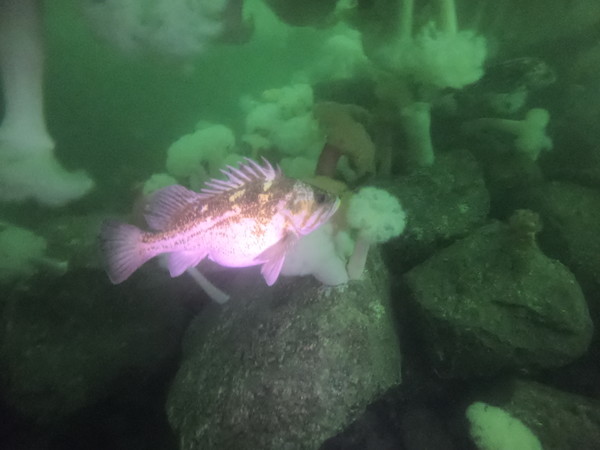 an extremely pregnant rockfish