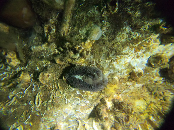 shaggy mouse nudibranch