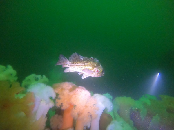 a rockfish that looks like it's seen better days