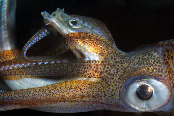 Squid eating a fish from ThThTh