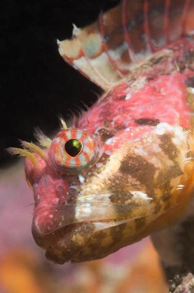 I love the colors scalyhead sculpins can take on!