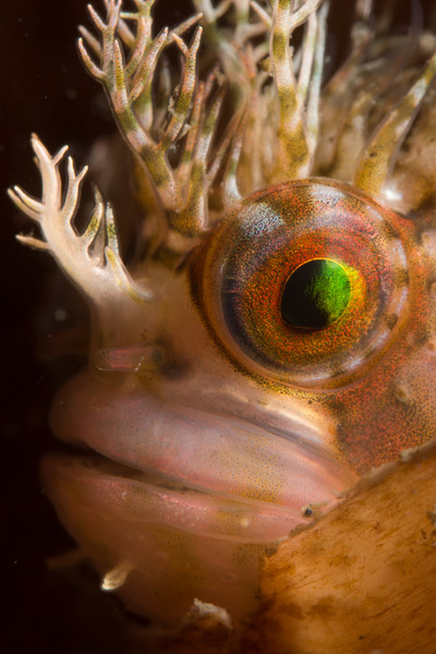 Mosshead warbonnet from keystone