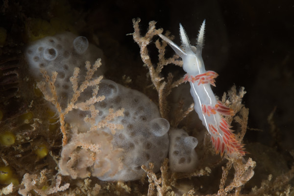 A three lined nudibranch in the eden that is keystone