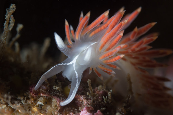 Three lined nudi from Keystone