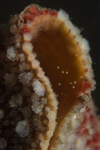 Spawning female gumboot chiton