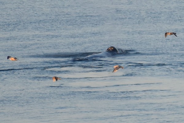 Blowholes