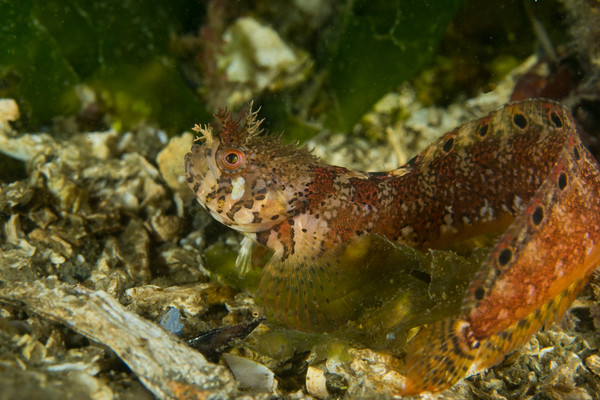 Mosshead Warbonnet Juvie (1 of 1).jpg