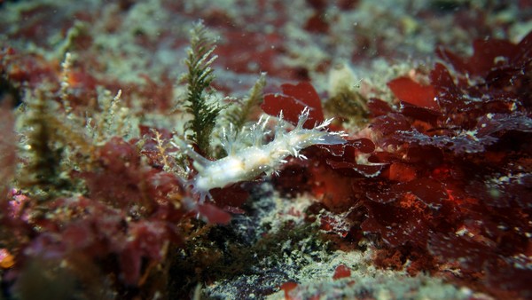 nudi 3.JPG