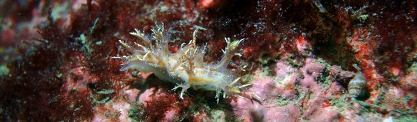 nudi 8.JPG