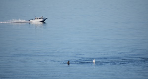 Power boat and whale