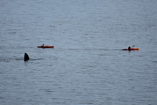 Kayaks1