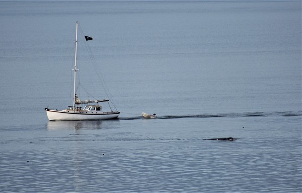 Sailboat and whale