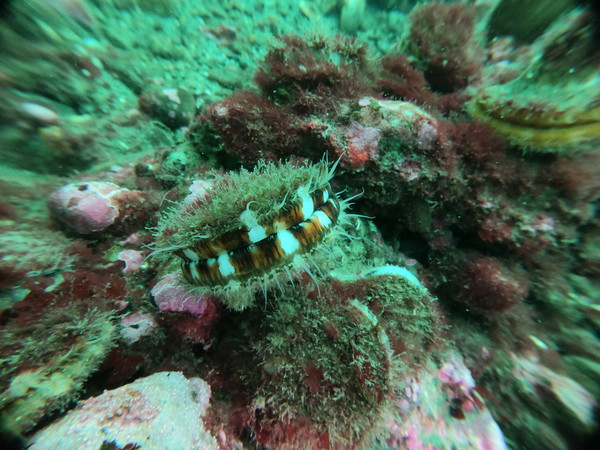 photogenic scallop