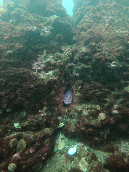 wolf eel