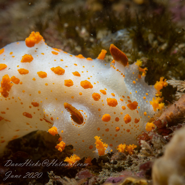 Clown Nudibranch closeup