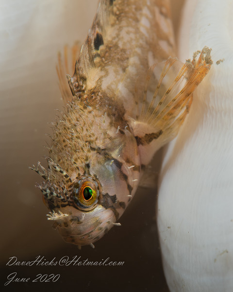 Mosshead Warbonnet