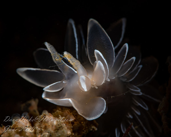 Snoot shot of an alabaster nudibranch