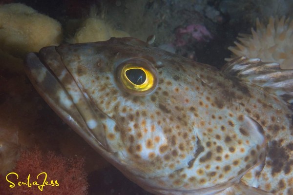 Very friendly long cod under the bridge