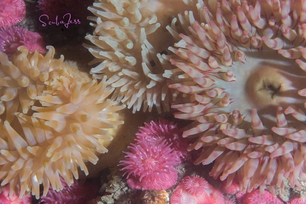 Anemones fireworks show