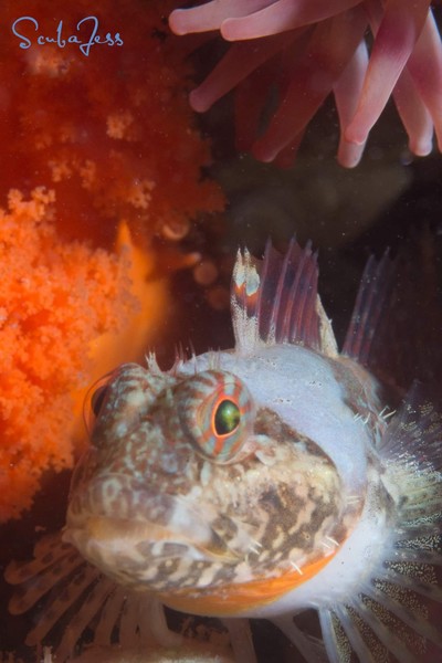 Happy Sculpin